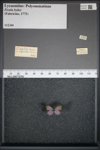 Media type: image;   Entomology 50027